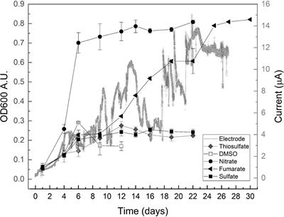 Unraveling Anaerobic Metabolisms in a Hypersaline Sediment